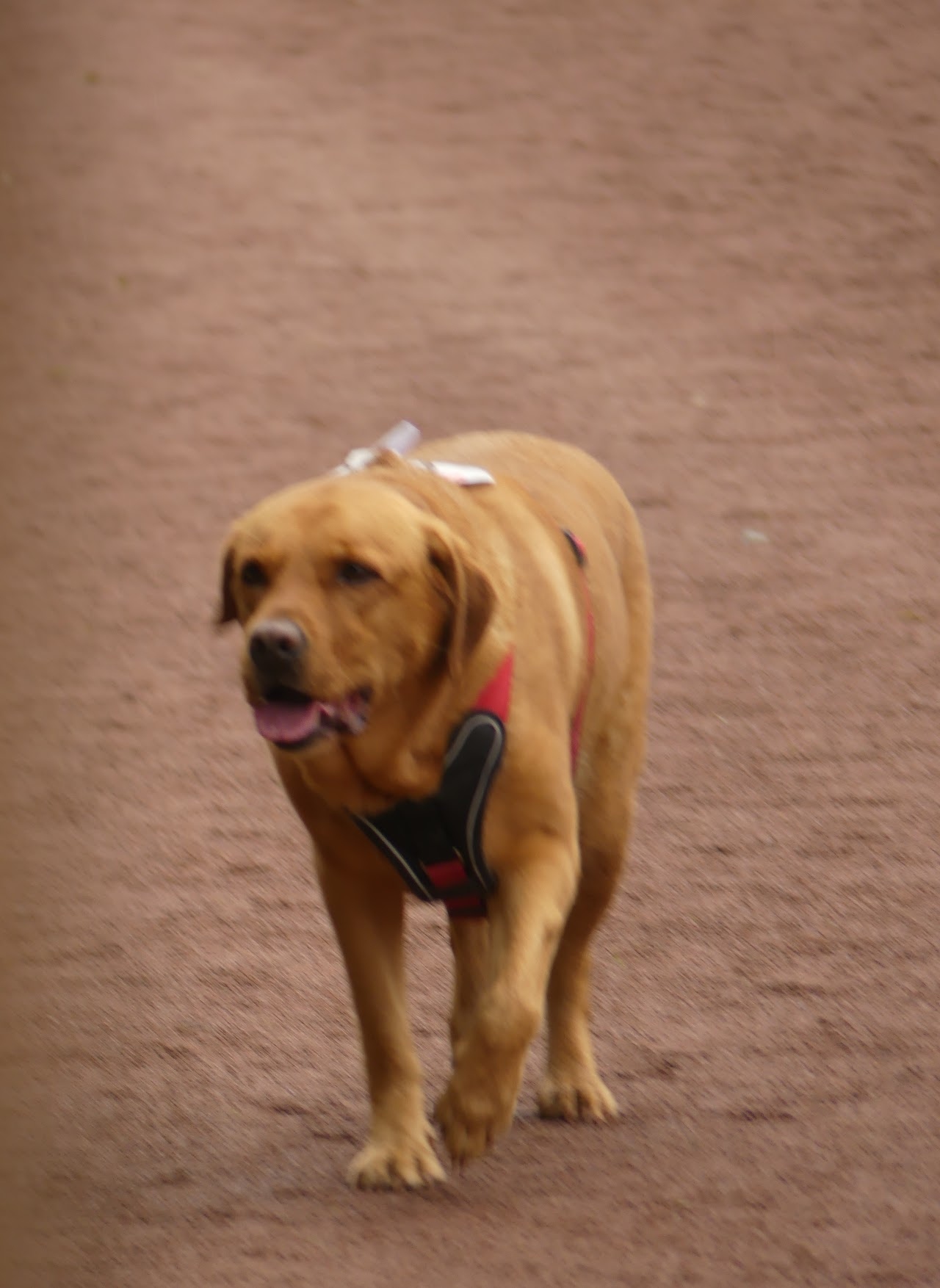 Bild vom 13. Benefizlauf im Jahr 2022. Dies ist das 599. Bild.